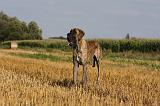 DOGUE ALLEMAND 343